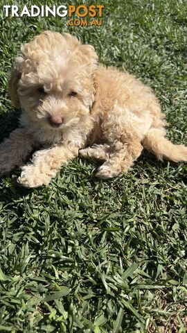 Toy Poodle Puppy