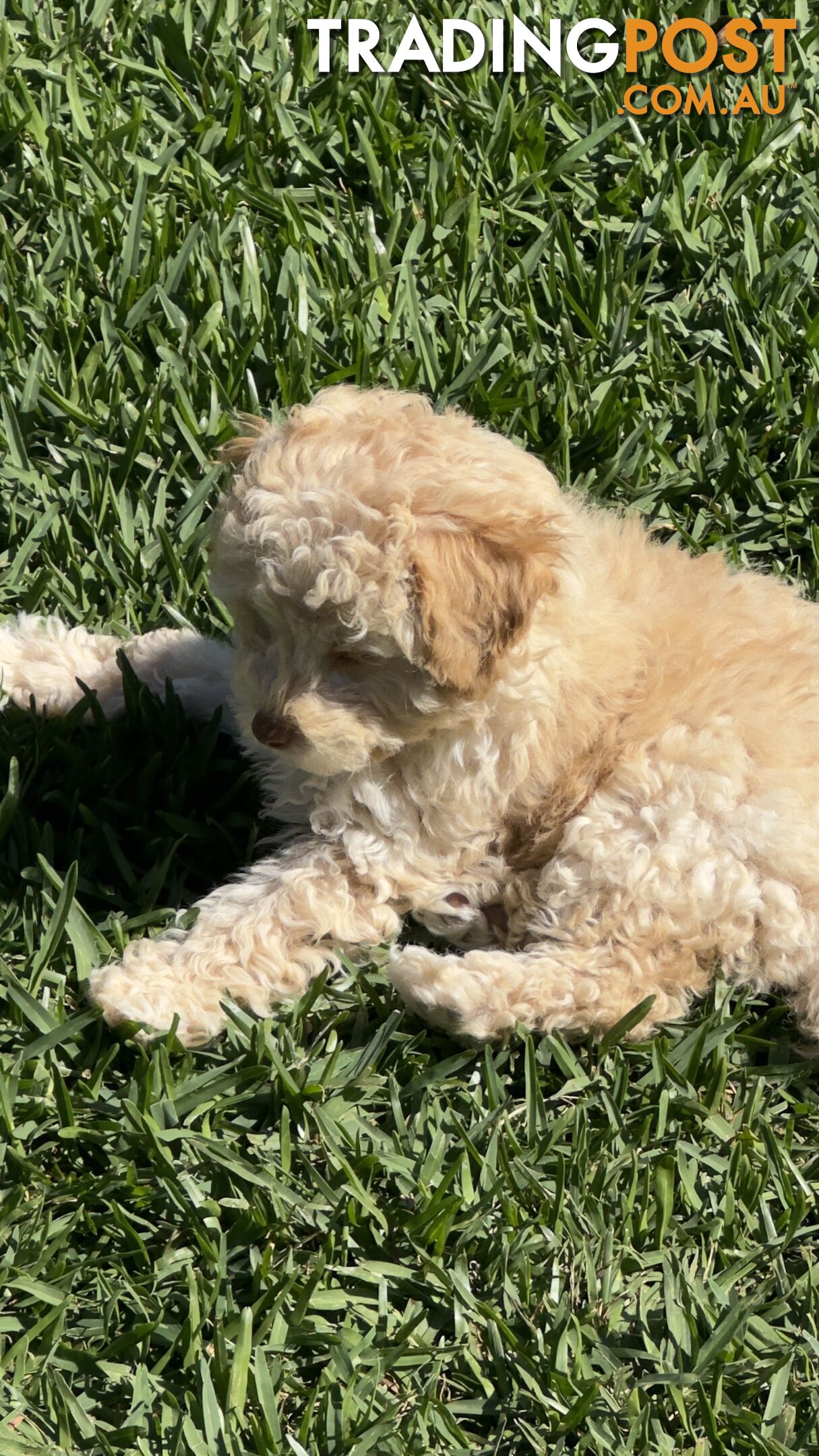 Toy Poodle Puppy