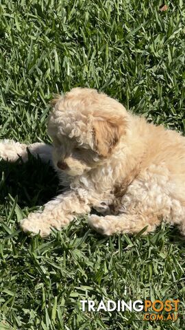 Toy Poodle Puppy