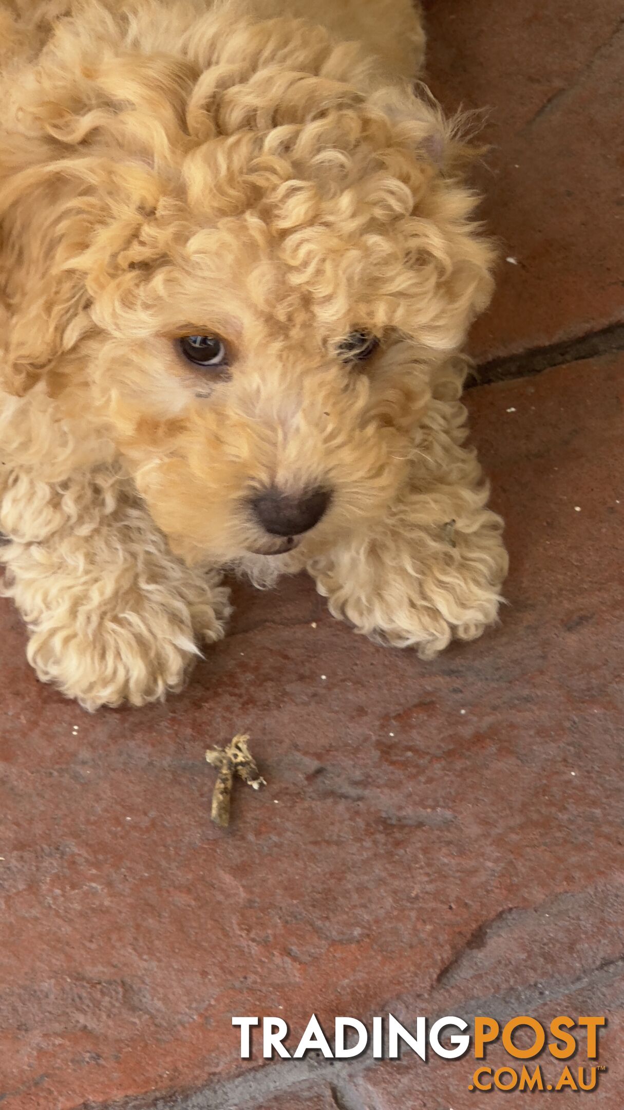 Toy Poodle Puppy