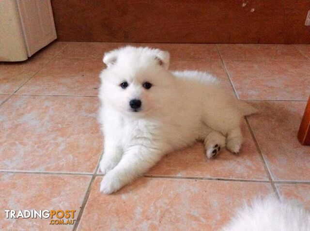 Pure Japanese Spitz