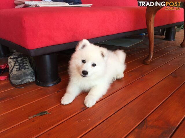 Pure Japanese spitz