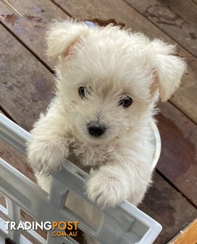 Poodle cross long haired Chihuahua