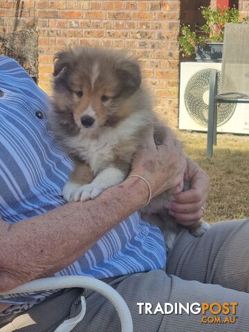 Shetland Sheepsog puppy