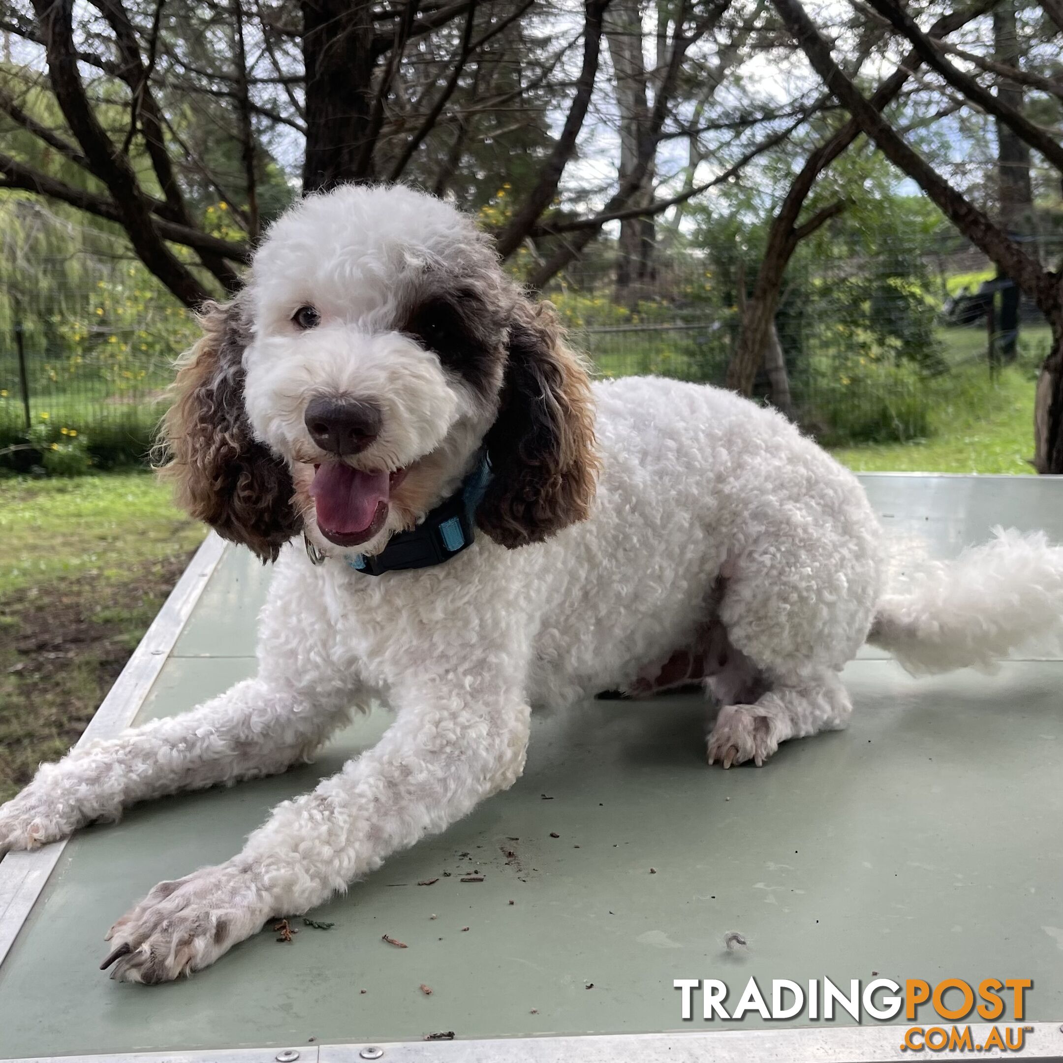 Miniature poodle puppies, Pure-bred, Parti white+black white+brown