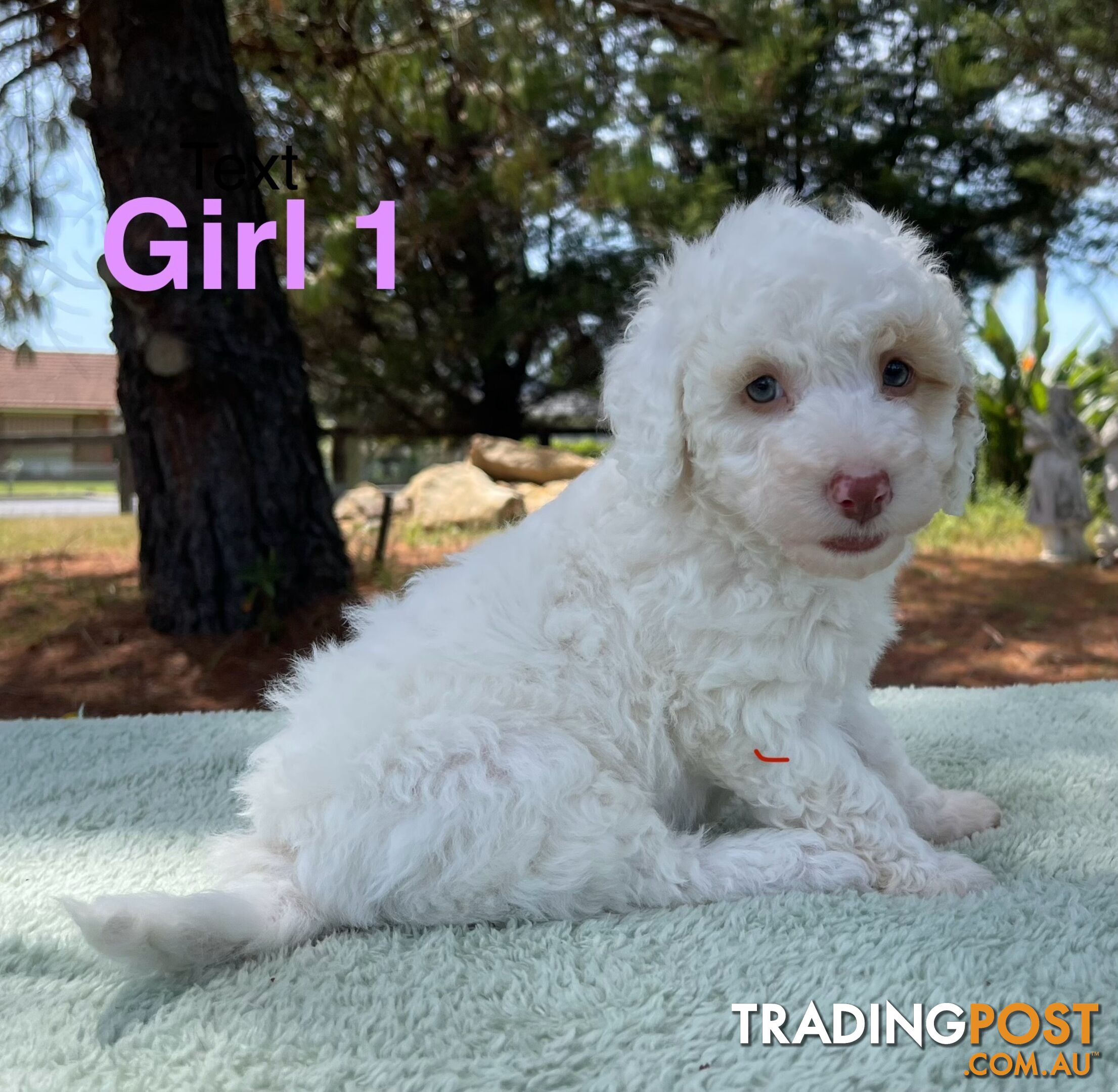 Miniature poodle puppies, Pure-bred, Parti white+black white+brown