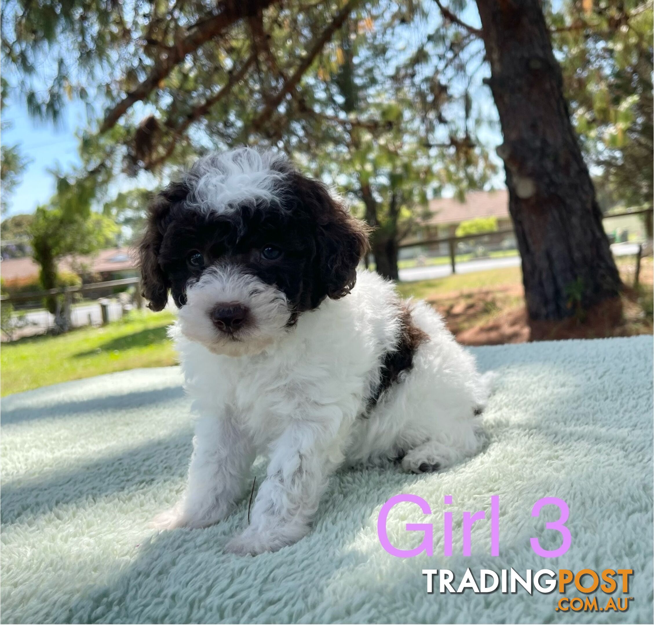 Miniature poodle puppies, Pure-bred, Parti white+black white+brown