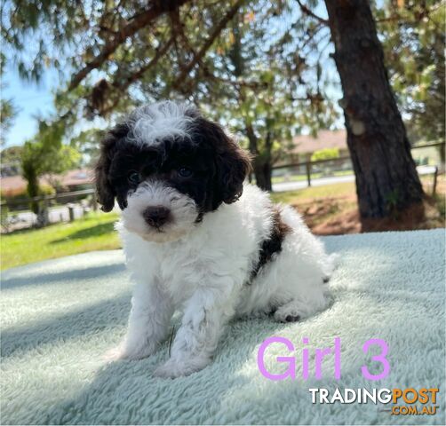 Miniature poodle puppies, Pure-bred, Parti white+black white+brown