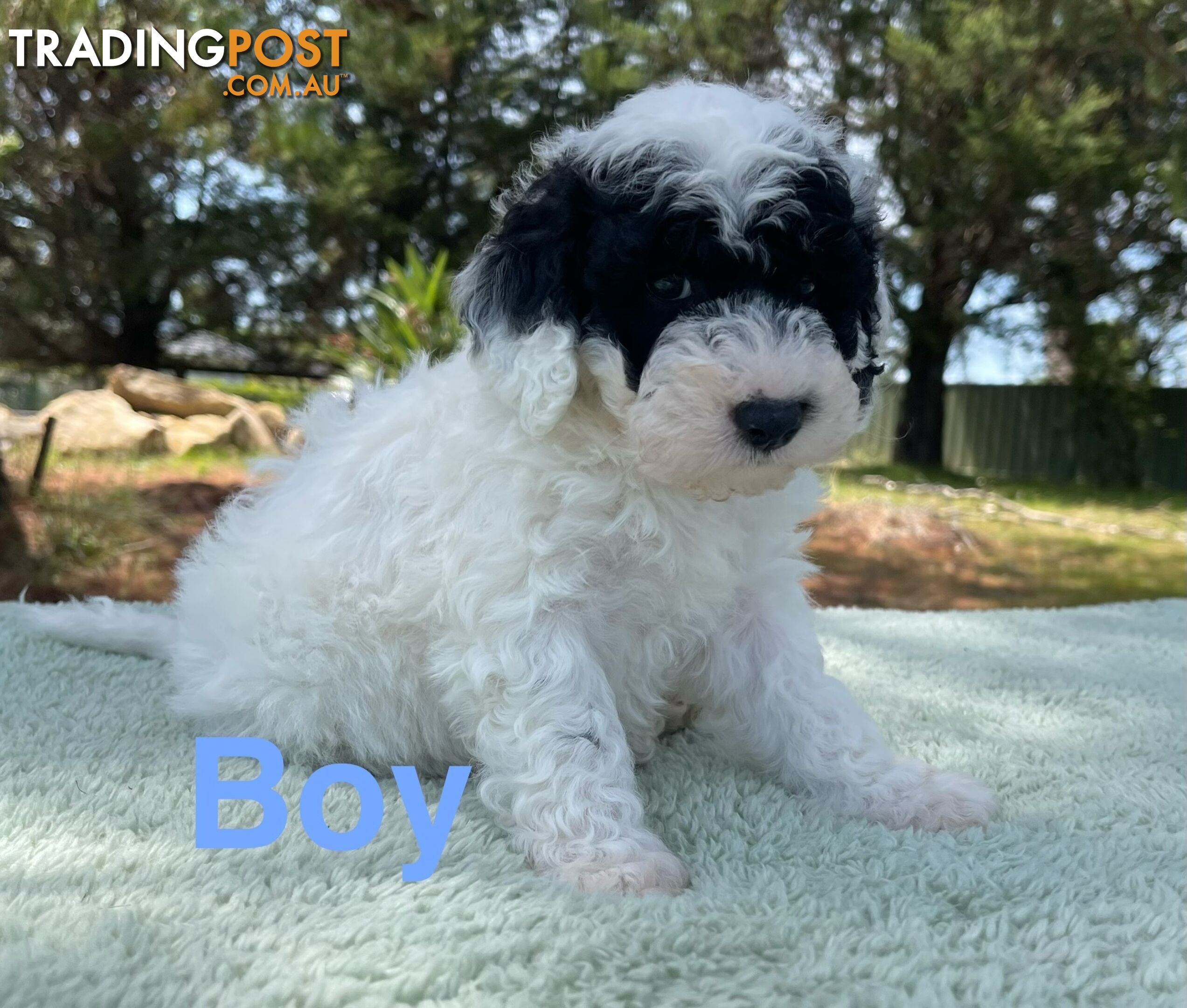 Miniature poodle puppies, Pure-bred, Parti white+black white+brown