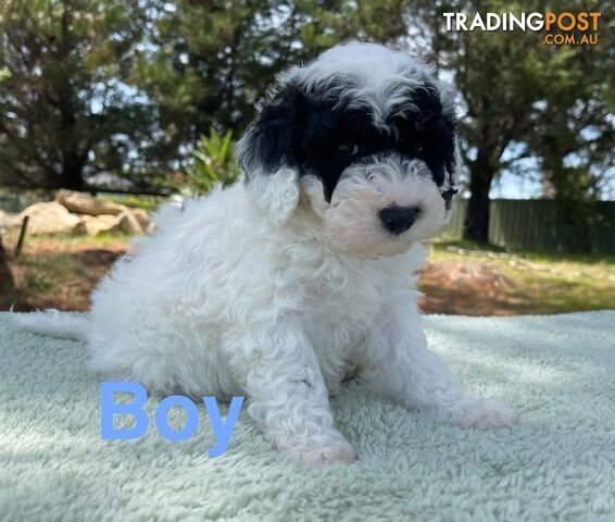 Miniature poodle puppies, Pure-bred, Parti white+black white+brown