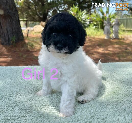 Miniature poodle puppies, Pure-bred, Parti white+black white+brown