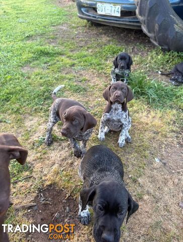 German Short Hair Pointer Puppies