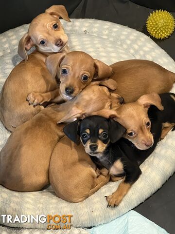 Miniature Dachshund x Chihuahua Puppies (Chiweenies)