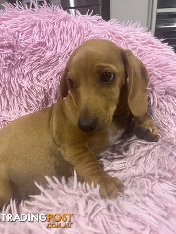 Miniature Dachshund Puppies pure bred