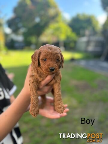 Cavoodle Pups