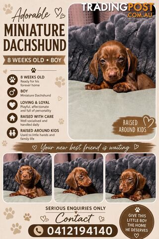 Miniature Dachshund Puppies