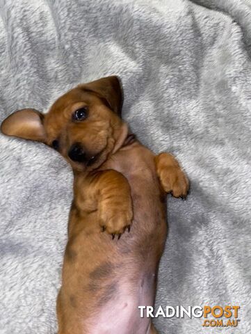 MINI DACHSHUND PUPPIES LOOKIN FOR LOVE male and female transport available