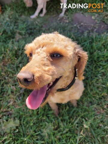 Adult red toy poodle male $800 Entire