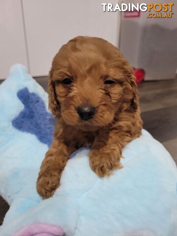 Toy  Cavoodles  Ruby n Apricot 3xAvailable...