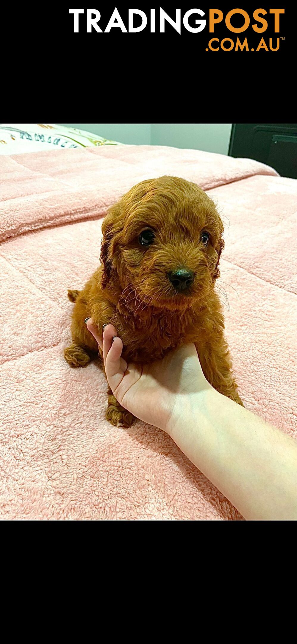 Rubyred  toy Cavoodle Male $1300 ..be quick this price bargain