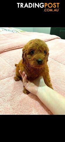 Rubyred  toy Cavoodle Female n RubyRed ...male available