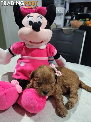 Available RUBYRED FEMALE n Male  2xleft Toy Cavoodles