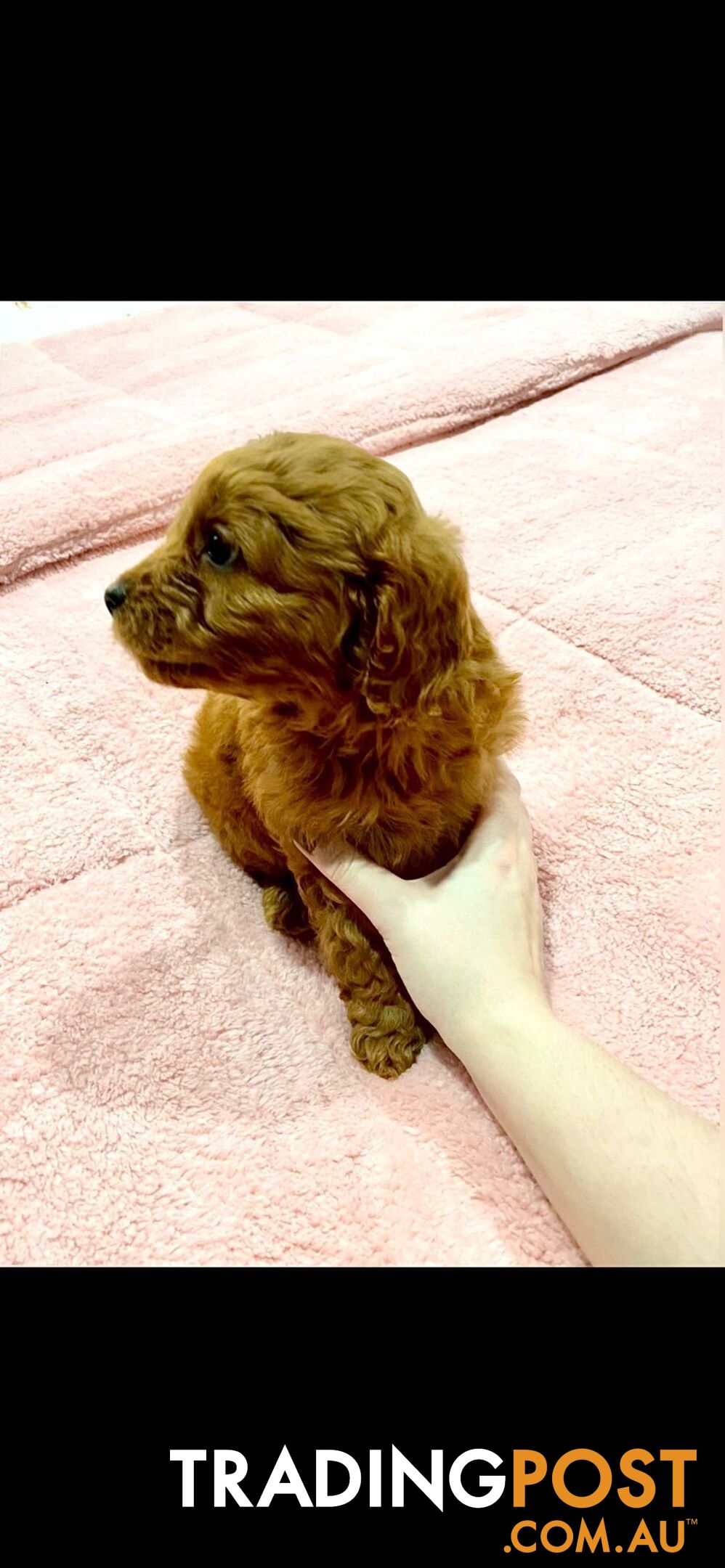 Rubyred  toy Cavoodle Male $1300 ..be quick this price bargain