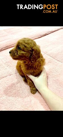 Rubyred  toy Cavoodle Male $1300 ..be quick this price bargain