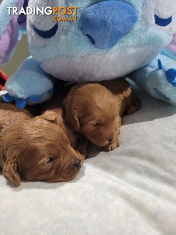 Ruby Red n Apricot Toy Cavoodles $1300