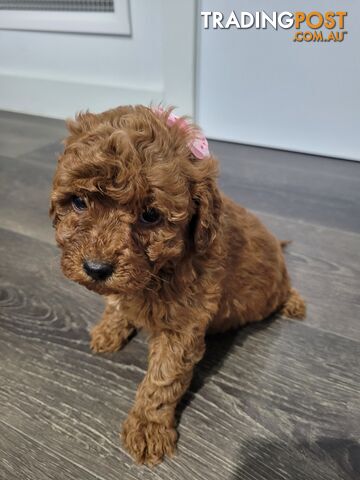 RUBYRED FEMALE TOY CAVOODLE $2300 AVAILABLE LAST ONE BE QUICK