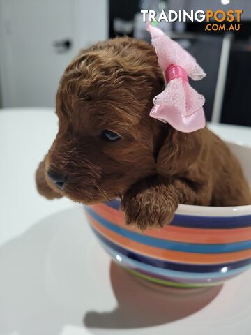 Ruby Red n Apricot Toy Cavoodles $1300