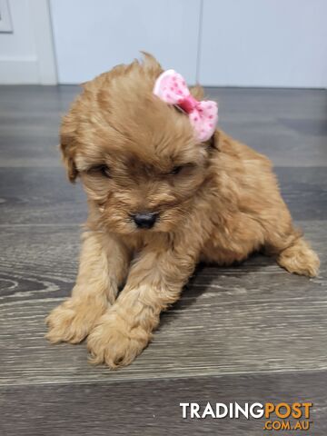 RUBYRED  TOY CAVOODLES PUPPIES Fem n male  2xleft...$1500