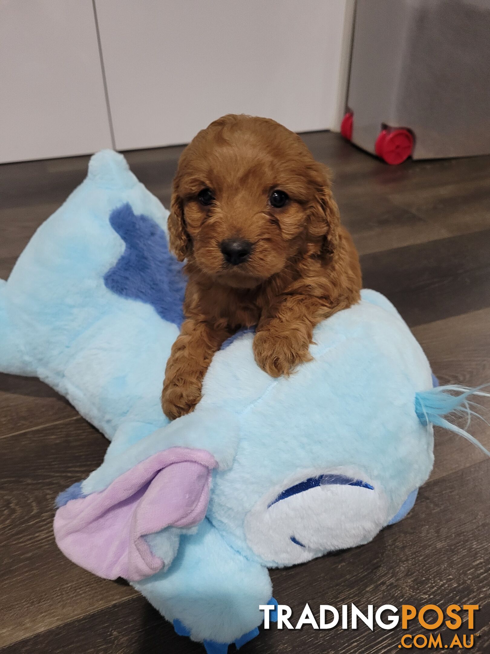 Rubyred  toy Cavoodle Male $1300 ..be quick this price bargain