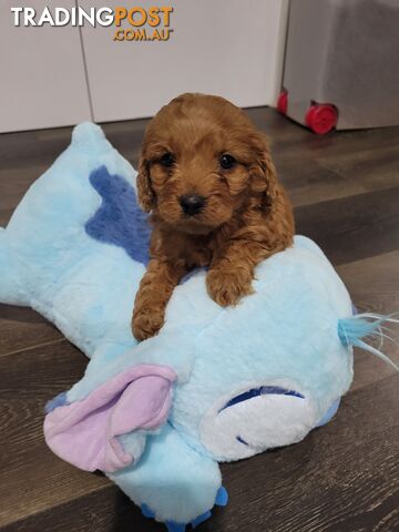 Rubyred  toy Cavoodle Male $1300 ..be quick this price bargain