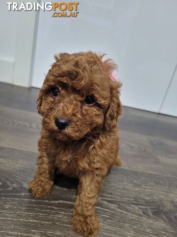 RUBYRED  TOY CAVOODLES PUPPIES Fem n male  2xleft...$1500