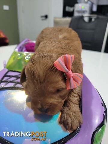 Available RUBYRED FEMALE n Male  2xleft Toy Cavoodles