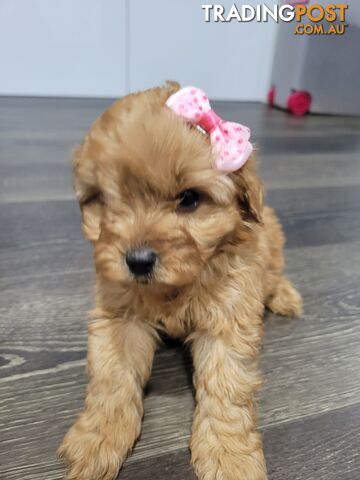 RUBYRED  TOY CAVOODLES PUPPIES Fem n male  2xleft...$1500