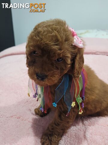 RUBYRED FEMALE TOY CAVOODLE $2300 AVAILABLE LAST ONE BE QUICK