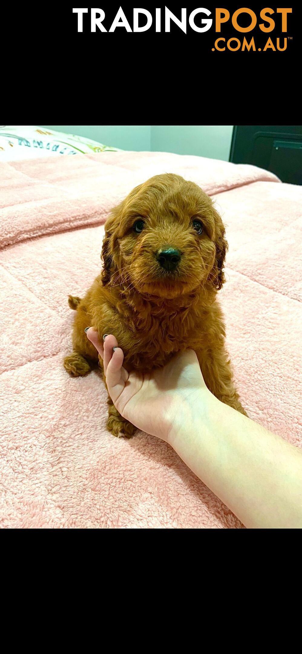 Rubyred  toy Cavoodle Male $1300 ..be quick this price bargain