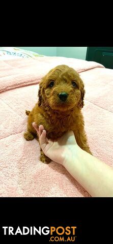 Rubyred  toy Cavoodle Male $1300 ..be quick this price bargain