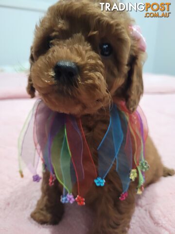 RUBYRED FEMALE TOY CAVOODLE $2000 Available E QUICK