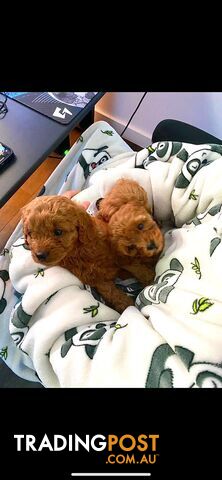 Rubyred  toy Cavoodle Male $1300 ..be quick this price bargain