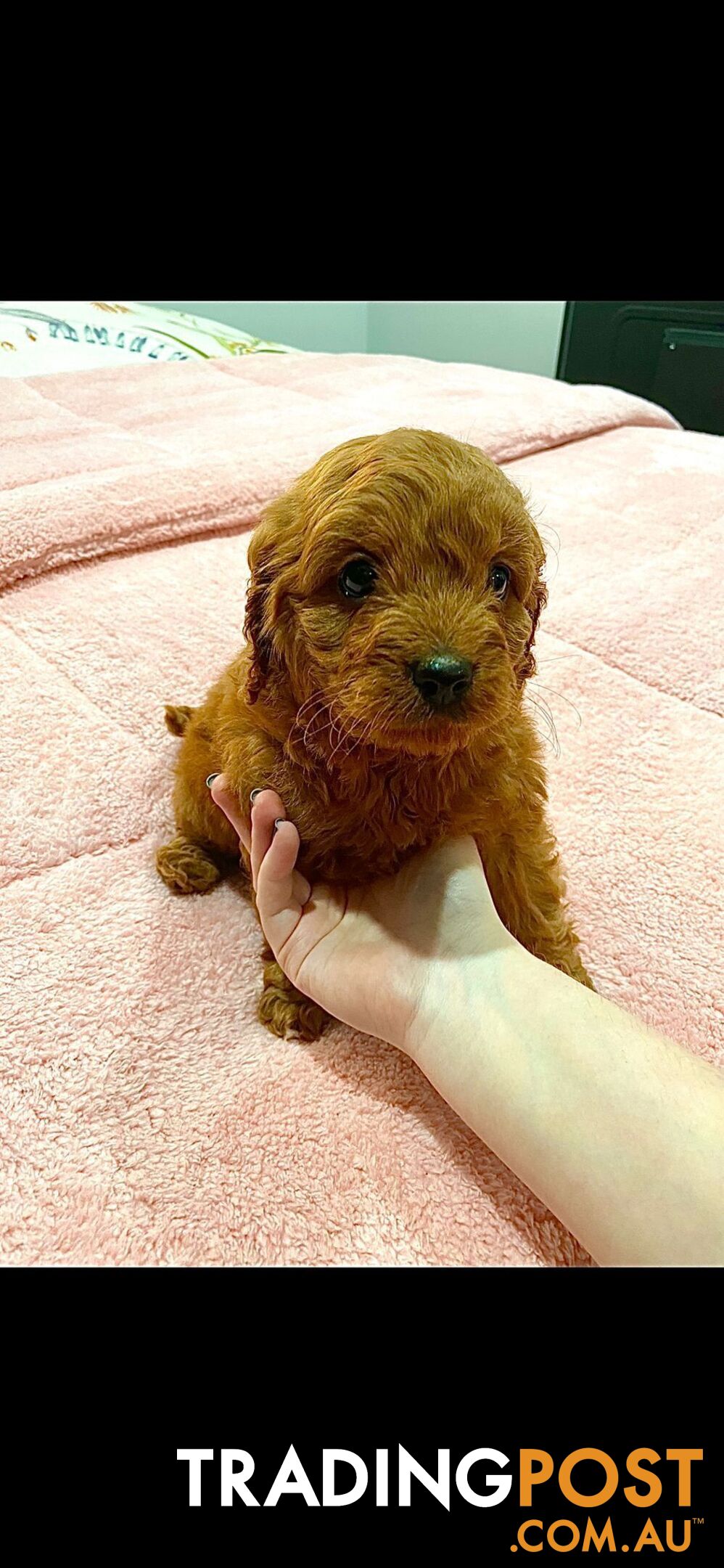 Rubyred  toy Cavoodle Male $1300 ..be quick this price bargain