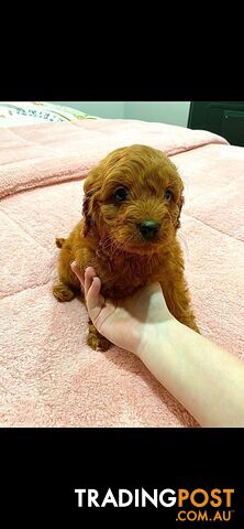 Rubyred  toy Cavoodle Female n RubyRed ...male available