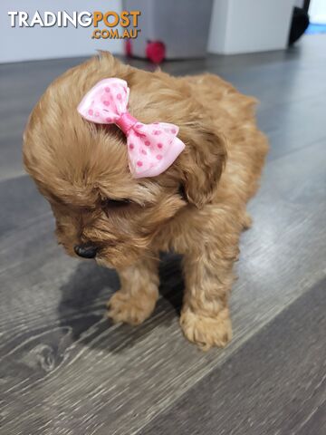 RUBYRED  TOY CAVOODLES PUPPIES Fem n male  2xleft...$1500