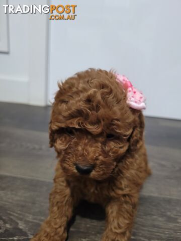 RUBYRED FEMALE TOY CAVOODLE $2000 Available E QUICK