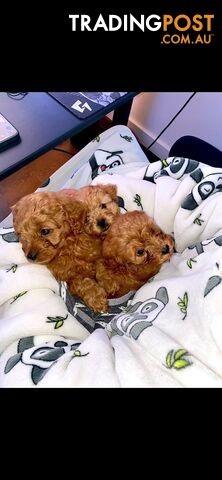 Rubyred  toy Cavoodle Female n RubyRed ...male available