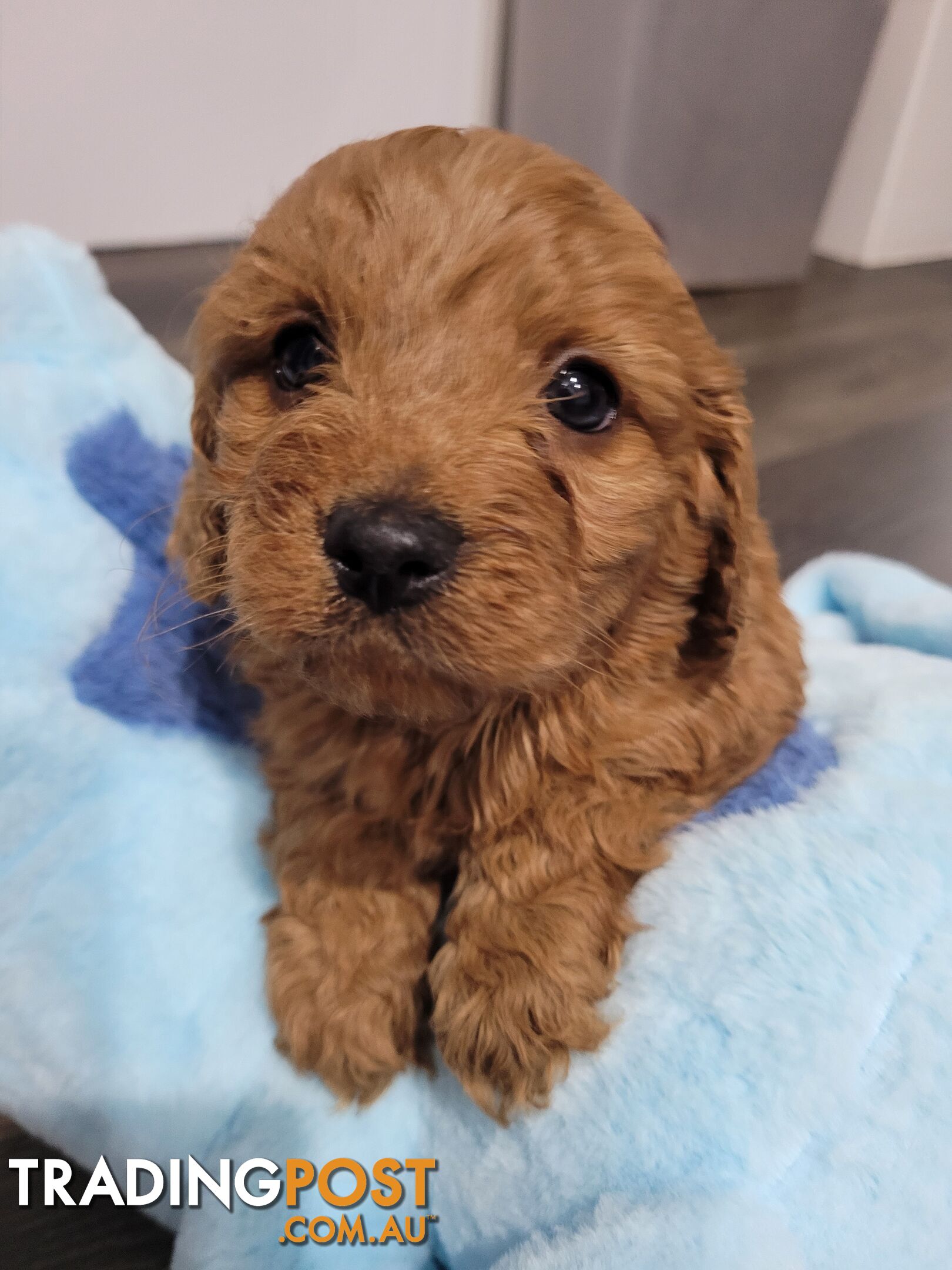 Rubyred  toy Cavoodle Male $1300 ..be quick this price bargain