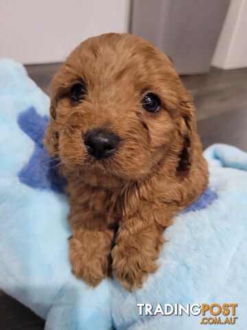 Rubyred  toy Cavoodle Male $1500 last one ...