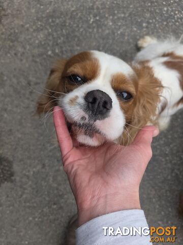 Pure Cavalier Blenheim Adult Male